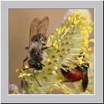 Andrena vaga - Weiden-Sandbiene 13.jpg